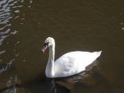 Mein lieber Schwan