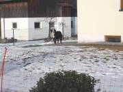Da schaut er