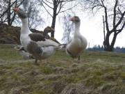 Wilde Tiere