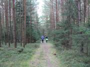 Lichter Wald