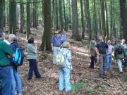 Alter Holzbestand