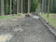 Wildsau