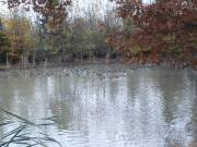 Stockenten im Weiher