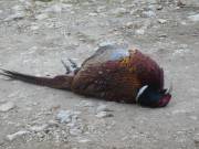 Gestrige Jagd nicht Ã¼berstanden
