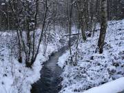 Ein Bach schlÃ¤ngelt sich durch den Wald