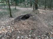 Ameisenhaufen
