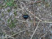 FrÃ¼hlingsmistkÃ¤fer