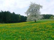 KirschblÃ¼te in mitten vom LÃ¶wenzahnmeer