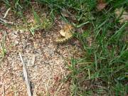 Raupe des Mondvogels
