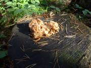 46 Krause Glucke a. Baumstumpf