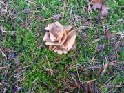 48 Vermutlich Schweinsohr