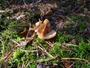 49 Evtl. auch Judasohr