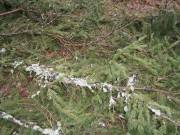 Flechten an der Hochstraße