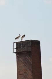 Störche beim Schmidt-Bräu