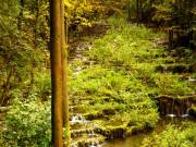 Die Sinterstufen sind stark überwuchert