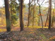 sonniger Herbstwald