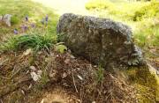 32 Felsen mit Lupinen